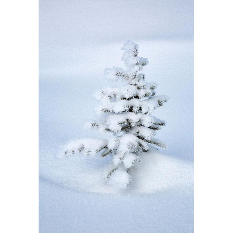 Canada-Alberta-Jasper National Park-Tiny-snow-covered fir tree Black Modern Wood Framed Art Print with Double Matting by Collins, Ann