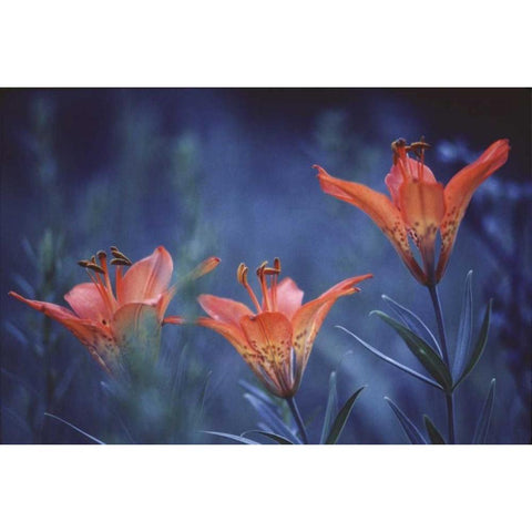 Canada, Alberta, Jasper NP Wood lilies at dusk Black Modern Wood Framed Art Print by Delisle, Gilles