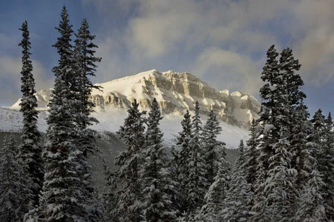 Canada, Banff NP Bow Peak after a snowstorm Black Ornate Wood Framed Art Print with Double Matting by Grall, Don