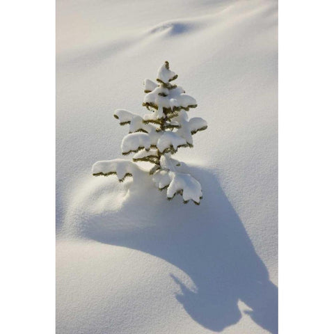 Canada, Jasper NP A young tree covered with snow Gold Ornate Wood Framed Art Print with Double Matting by Grall, Don