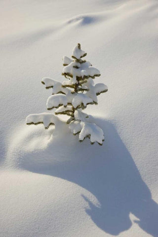 Canada, Jasper NP A young tree covered with snow Black Ornate Wood Framed Art Print with Double Matting by Grall, Don
