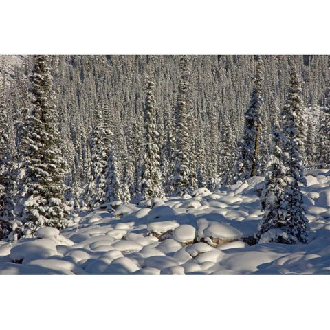 Canada, Alberta, Jasper NP Snowy rocks and trees White Modern Wood Framed Art Print by Grall, Don