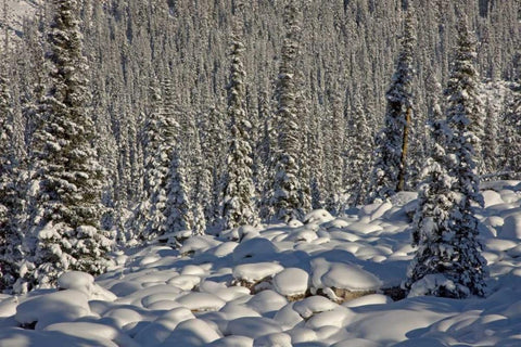 Canada, Alberta, Jasper NP Snowy rocks and trees White Modern Wood Framed Art Print with Double Matting by Grall, Don