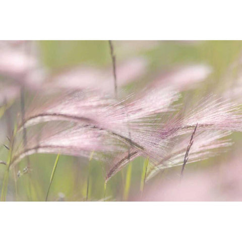 Canada, Alberta, Peter Loughheed PP Grass seeds Black Modern Wood Framed Art Print by Paulson, Don