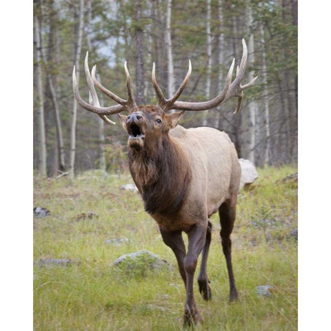 Canada, Alberta, Jasper NP Bull elk bugling Black Modern Wood Framed Art Print with Double Matting by Paulson, Don