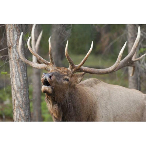 Canada, Alberta, Jasper NP Bull elk bugling Black Modern Wood Framed Art Print by Paulson, Don