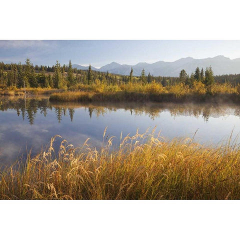 Canada, Alberta, Jasper NP Cottonwood Slough Gold Ornate Wood Framed Art Print with Double Matting by Paulson, Don