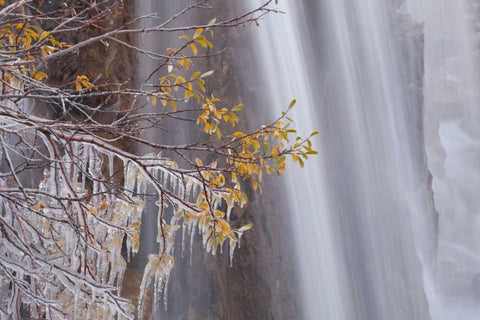 Canada, Jasper NP Ice on tree at Tangle Falls White Modern Wood Framed Art Print with Double Matting by Paulson, Don