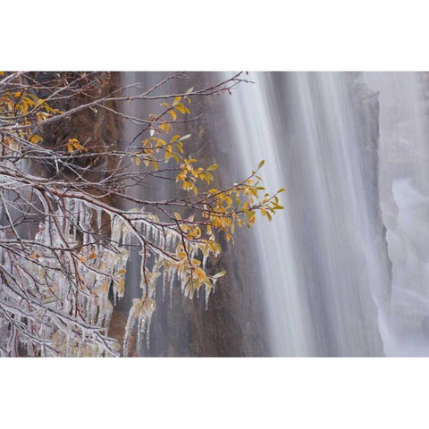 Canada, Jasper NP Ice on tree at Tangle Falls Black Modern Wood Framed Art Print by Paulson, Don