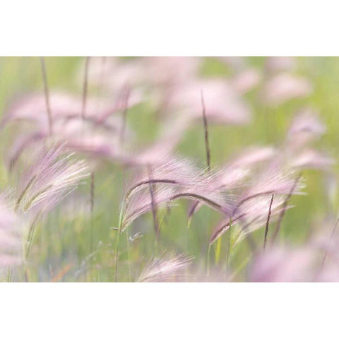 Canada, Alberta Grass seedheads in the wind Black Modern Wood Framed Art Print by Paulson, Don