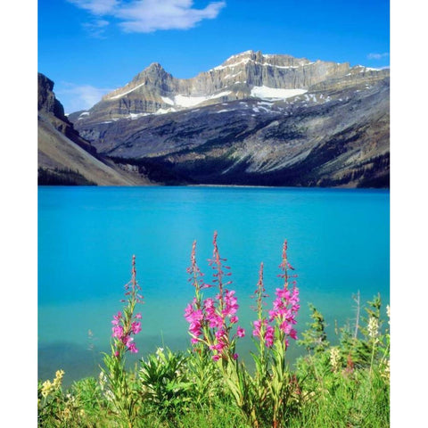 Canada, Alberta, Fireweed Wildflowers in Banff NP Black Modern Wood Framed Art Print by Talbot Frank, Christopher