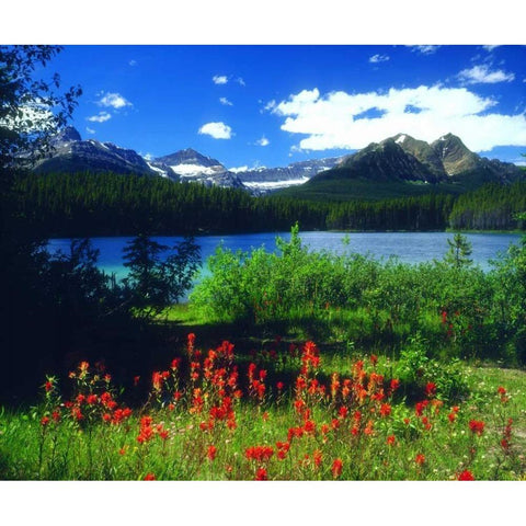 Canada, Alberta, Indian Paintbrush in Banff NP Black Modern Wood Framed Art Print by Talbot Frank, Christopher