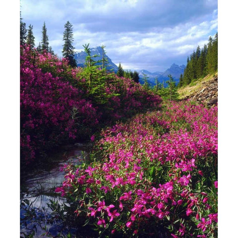 Wildflowers in Banff NP Alberta, Canada Black Modern Wood Framed Art Print by Talbot Frank, Christopher