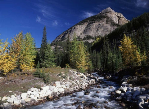 Canada, Alberta, Rampart Creek at Banff NP Black Ornate Wood Framed Art Print with Double Matting by Grandmaison, Mike