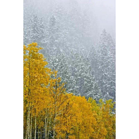 Canada, Banff NP Snow in mountain forest Black Modern Wood Framed Art Print with Double Matting by Grandmaison, Mike