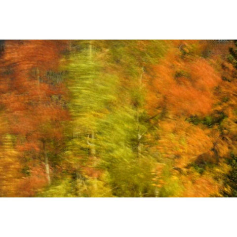 Canada, Alberta, Banff NP Wind-blown poplars White Modern Wood Framed Art Print by Grandmaison, Mike