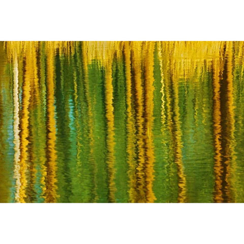 Canada, Alberta, Elk Island NP Aspen by a pond Black Modern Wood Framed Art Print with Double Matting by Grandmaison, Mike