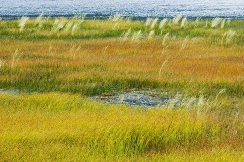 Canada, Alberta, Jasper NP Grasses in a wetland White Modern Wood Framed Art Print with Double Matting by Grandmaison, Mike