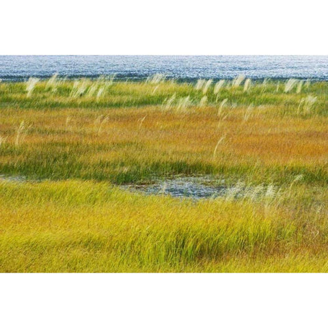 Canada, Alberta, Jasper NP Grasses in a wetland Gold Ornate Wood Framed Art Print with Double Matting by Grandmaison, Mike