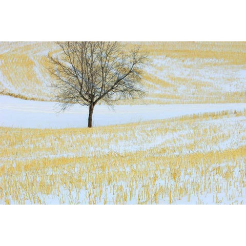 Canada, Alberta Lone tree in snowy field Black Modern Wood Framed Art Print with Double Matting by Grandmaison, Mike