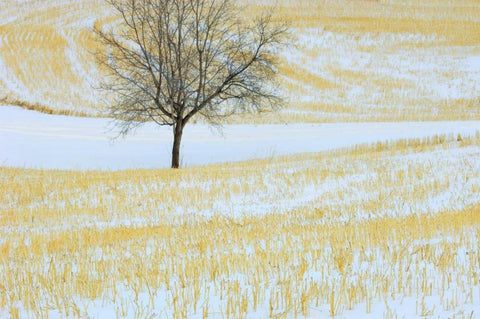 Canada, Alberta Lone tree in snowy field Black Ornate Wood Framed Art Print with Double Matting by Grandmaison, Mike