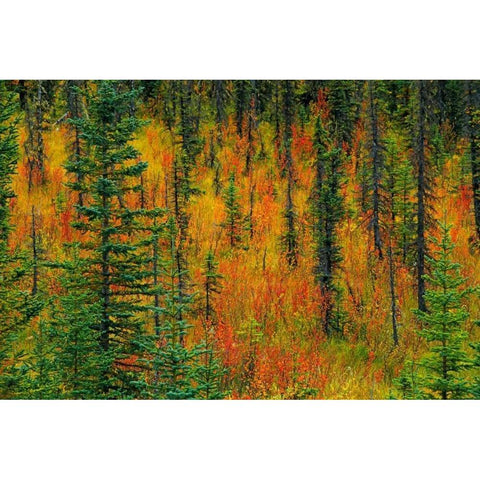 Canada, Alberta Autumn in a meadow Gold Ornate Wood Framed Art Print with Double Matting by Grandmaison, Mike