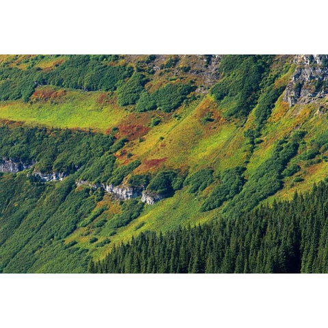 Canada, Waterton Lakes NP Alpine vegetation Black Modern Wood Framed Art Print with Double Matting by Grandmaison, Mike