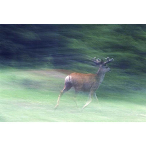 Canada, Alberta, Jasper NP Mule deer running Black Modern Wood Framed Art Print by Delisle, Gilles