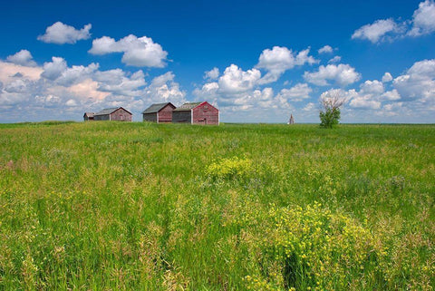 Canada-Alberta-Oyen Granaries in field of grass White Modern Wood Framed Art Print with Double Matting by Jaynes Gallery