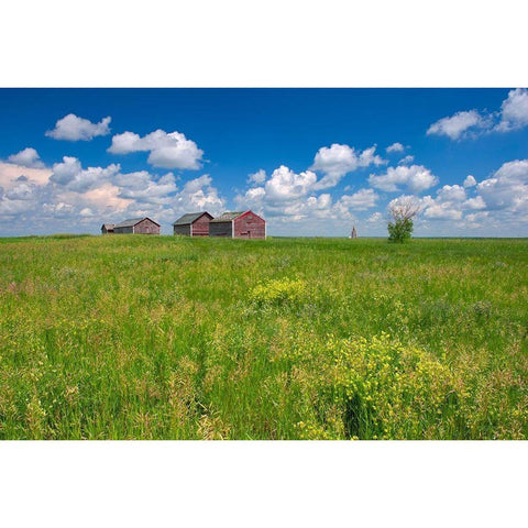 Canada-Alberta-Oyen Granaries in field of grass Black Modern Wood Framed Art Print by Jaynes Gallery