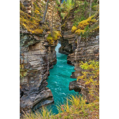 Canada-Alberta-Jasper National Park Athabasca River at Athabasca Falls Black Modern Wood Framed Art Print with Double Matting by Jaynes Gallery