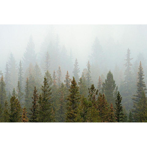 Canada-Alberta-Banff National Park Bow Valley forest in fog Gold Ornate Wood Framed Art Print with Double Matting by Jaynes Gallery