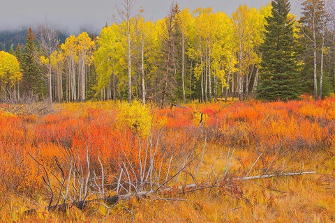 Canada-Alberta-Banff National Park Bow Valley in autumn colors White Modern Wood Framed Art Print with Double Matting by Jaynes Gallery
