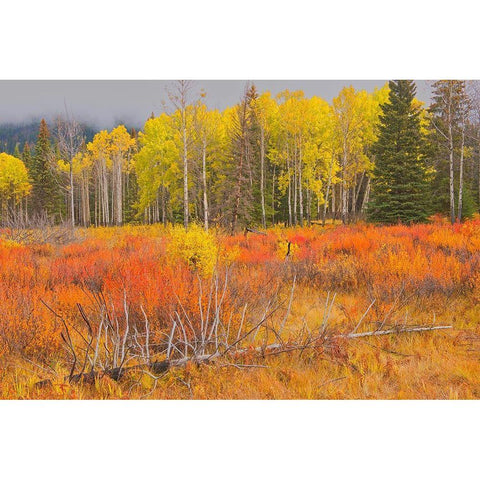Canada-Alberta-Banff National Park Bow Valley in autumn colors Black Modern Wood Framed Art Print by Jaynes Gallery
