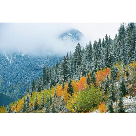 Canada-Alberta Fog in Canadian Rocky Mountains Black Modern Wood Framed Art Print by Jaynes Gallery
