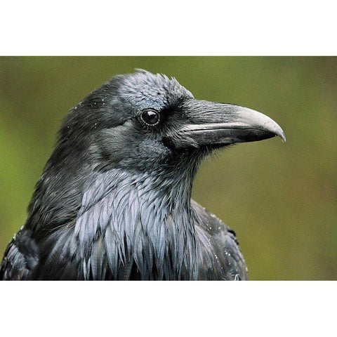 Canada-Alberta-Banff National Park Common raven close-up Black Modern Wood Framed Art Print by Jaynes Gallery