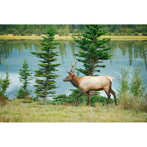 Canada-Alberta-Jasper National Park Bull elk next to Athabasca River Black Modern Wood Framed Art Print by Jaynes Gallery