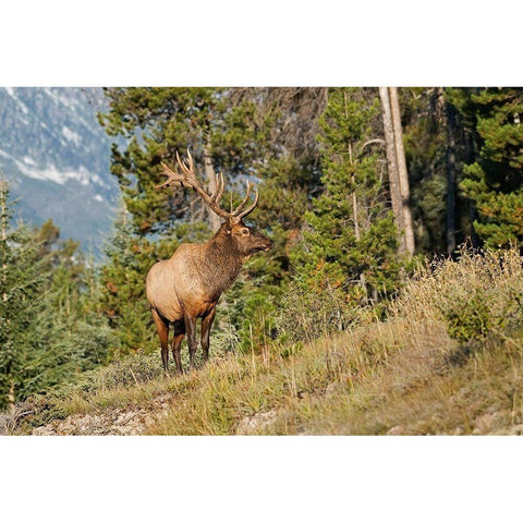 Canada-Alberta-Jasper National Park Bull elk on mountain Black Modern Wood Framed Art Print by Jaynes Gallery