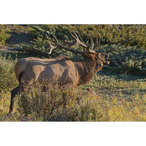 Canada-Alberta-Jasper National Park Bull elk next to Athabasca River Black Modern Wood Framed Art Print by Jaynes Gallery