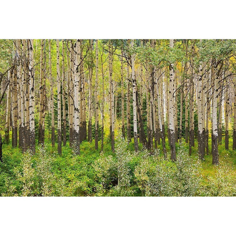 Canada-Alberta-Banff National Park Trembling aspen tree forest Black Modern Wood Framed Art Print by Jaynes Gallery
