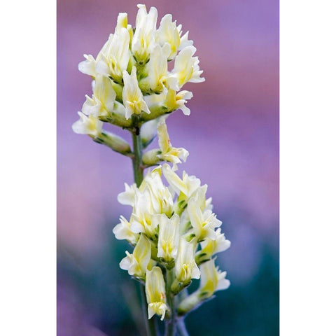 Canada-Alberta-Jasper National Park White and yellow locoweed blossoms Black Modern Wood Framed Art Print by Jaynes Gallery