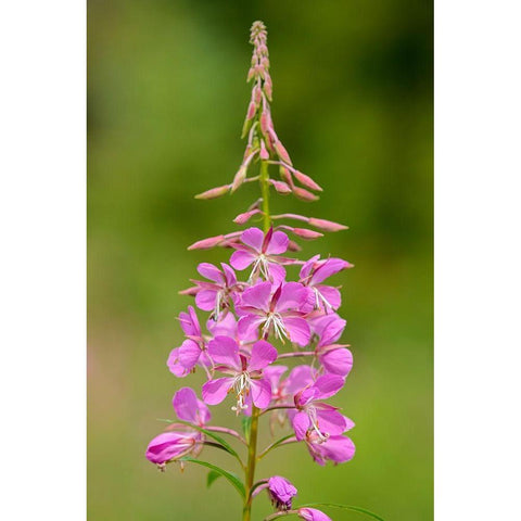 Canada-Alberta-Banff National Park Pink fireweed flowers close-up Black Modern Wood Framed Art Print by Jaynes Gallery