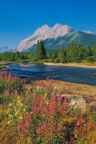 Canada-Alberta-Kananaskis Country Landscape with mountain-stream and fireweed flowers Black Ornate Wood Framed Art Print with Double Matting by Jaynes Gallery