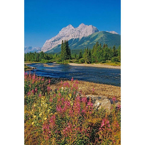Canada-Alberta-Kananaskis Country Landscape with mountain-stream and fireweed flowers White Modern Wood Framed Art Print by Jaynes Gallery