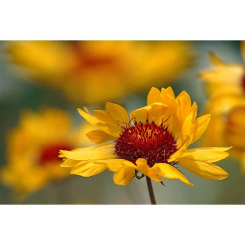 Canada-Alberta-Jasper National Park Brown-eyed Susan flower close-up Black Modern Wood Framed Art Print by Jaynes Gallery