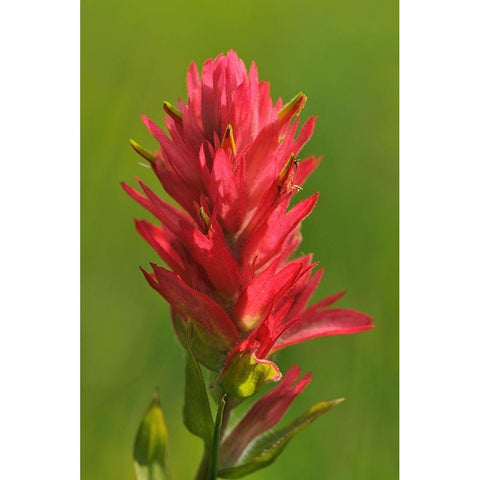 Canada-Alberta-Banff National Park Indian paintbrush flower close-up White Modern Wood Framed Art Print by Jaynes Gallery