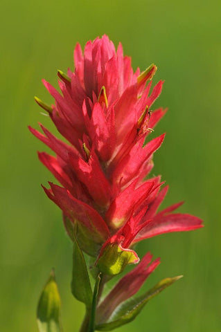 Canada-Alberta-Banff National Park Indian paintbrush flower close-up Black Ornate Wood Framed Art Print with Double Matting by Jaynes Gallery