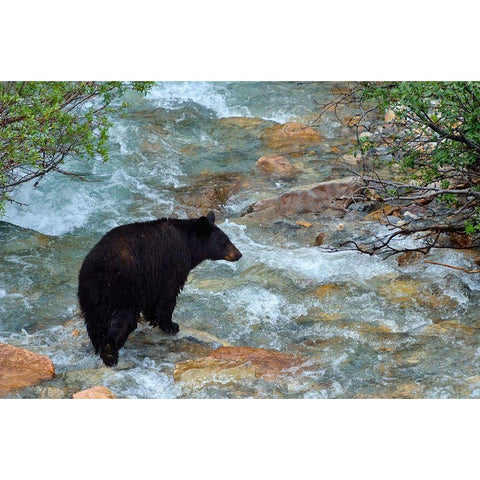 Canada-Alberta-Banff National Park American black bear sow crossing creek Gold Ornate Wood Framed Art Print with Double Matting by Jaynes Gallery