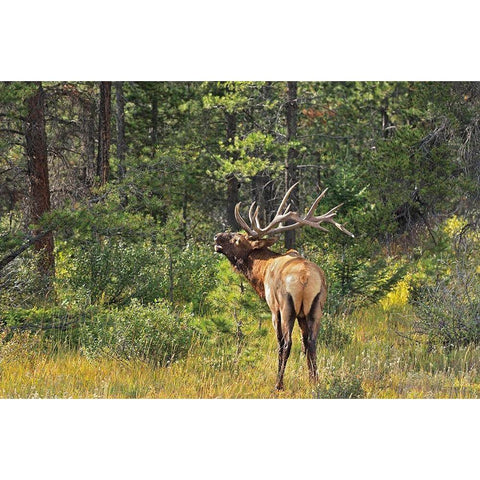 Canada-Alberta-Jasper National Park Male elk calling White Modern Wood Framed Art Print by Jaynes Gallery