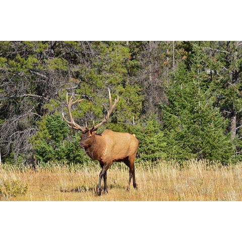 Canada-Alberta-Jasper National Park Male elk walking Black Modern Wood Framed Art Print by Jaynes Gallery
